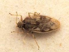 CBP intercepts invasive 